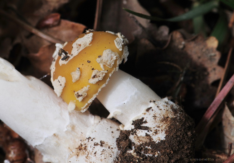 I primi di stagione...